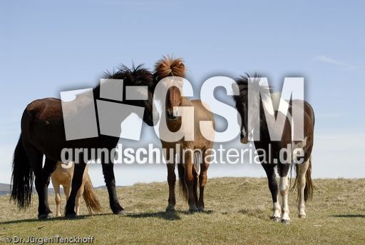 Islandpferde (44 von 50).jpg